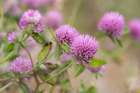 Norway, Svalbard. Red clover in bloom. Art Print